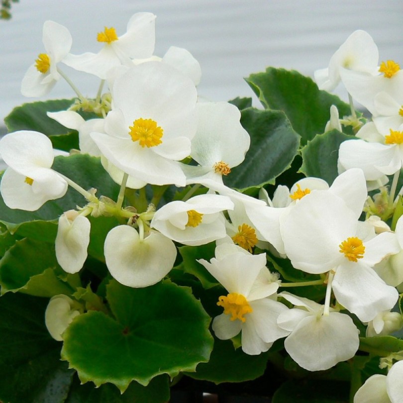 Бегония Ambassador White